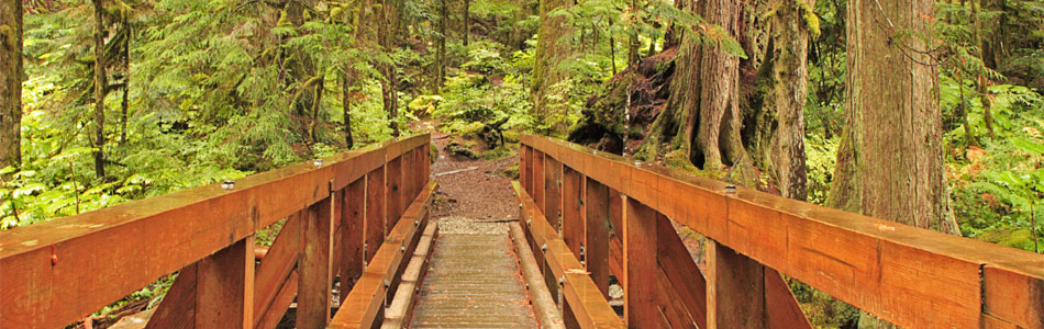 Wooden Bridge in the Redwoods - Banner Image