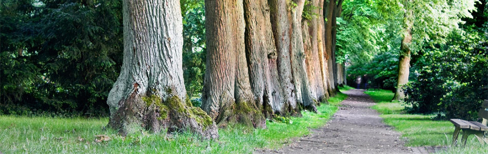 Path Among Tall Trees - Banner Image