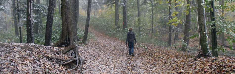Person Walking in the Snowy Forest - Banner Image